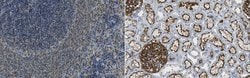 Podoplanin, Mouse anti-Rat, Clone: PMab-2, Millipore Sigma 25&mu;g; Unconjugated:Antibodies,